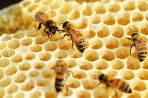 فوائد العسل الملكي للرجال